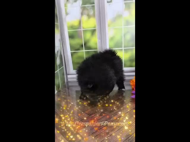 Pomeranian dogs for sale: Fudge - Adventerous Love Bug! - Black Boy - Video 1