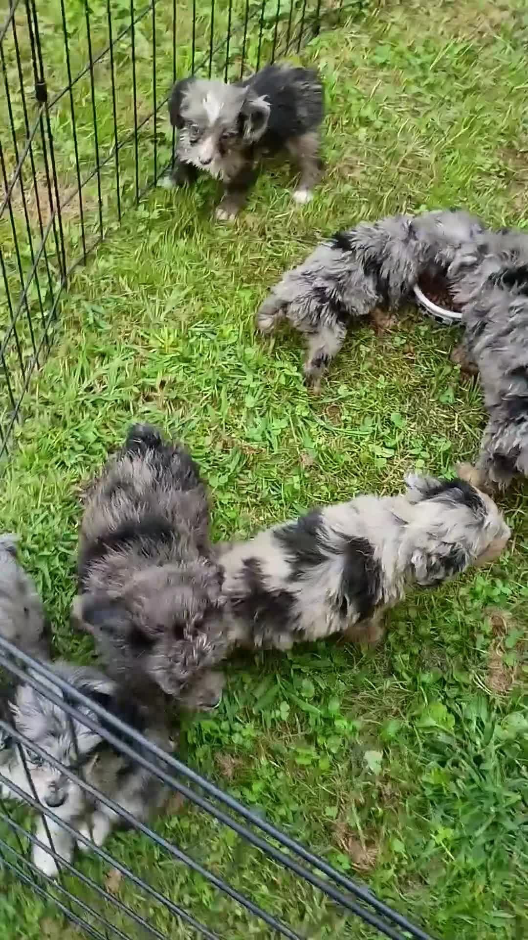 Mini Aussiedoodle dogs for sale: Bluey Toy/Small Mini  - Video 3