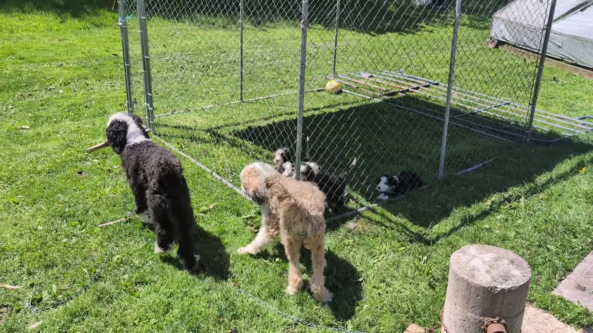 Sheepadoodle dogs for sale: Sheepadoodle Puppy 2 - Video 1