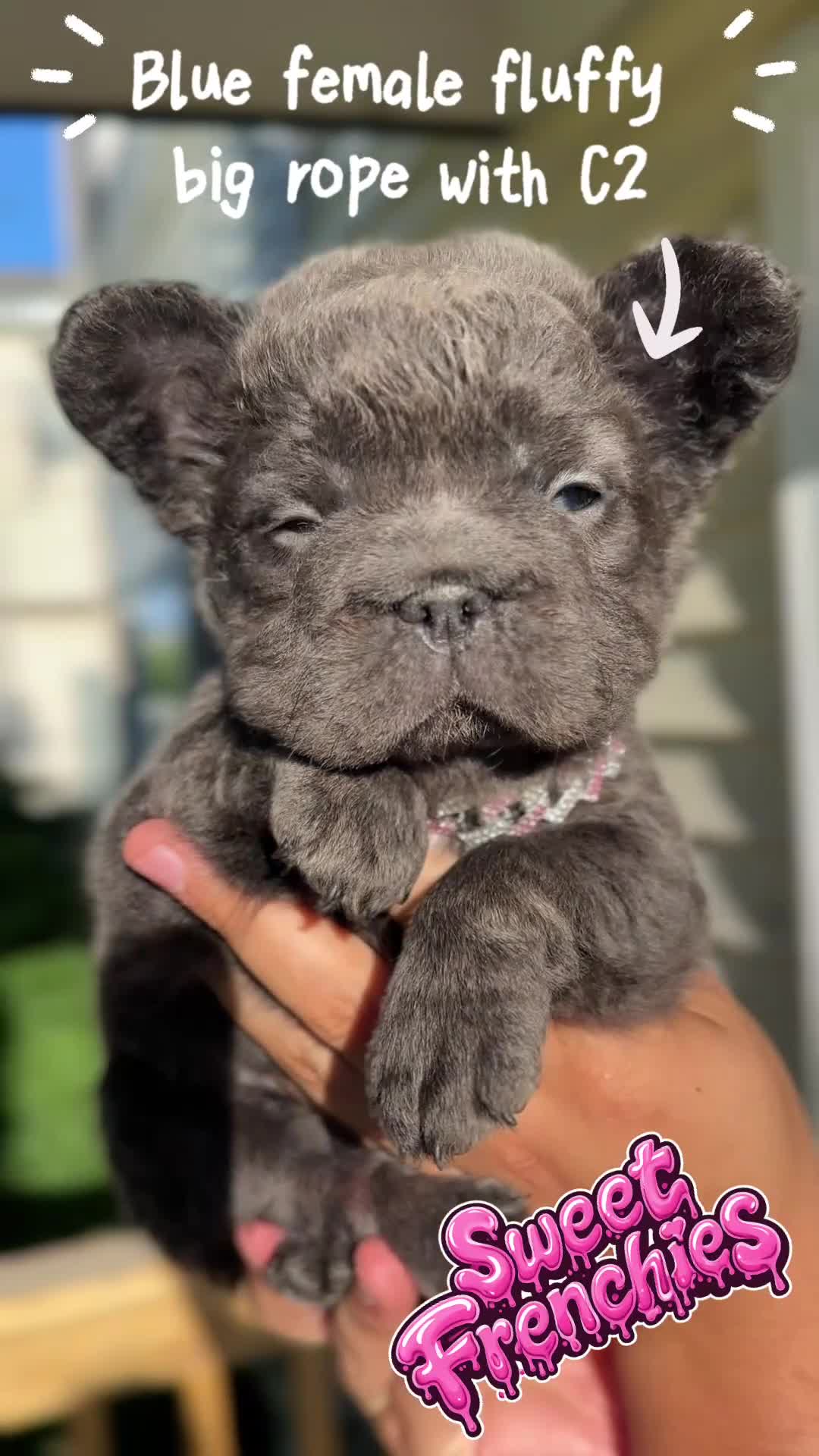 French Bulldog dogs for sale: Brisa french bulldog fluffy  - Video 1