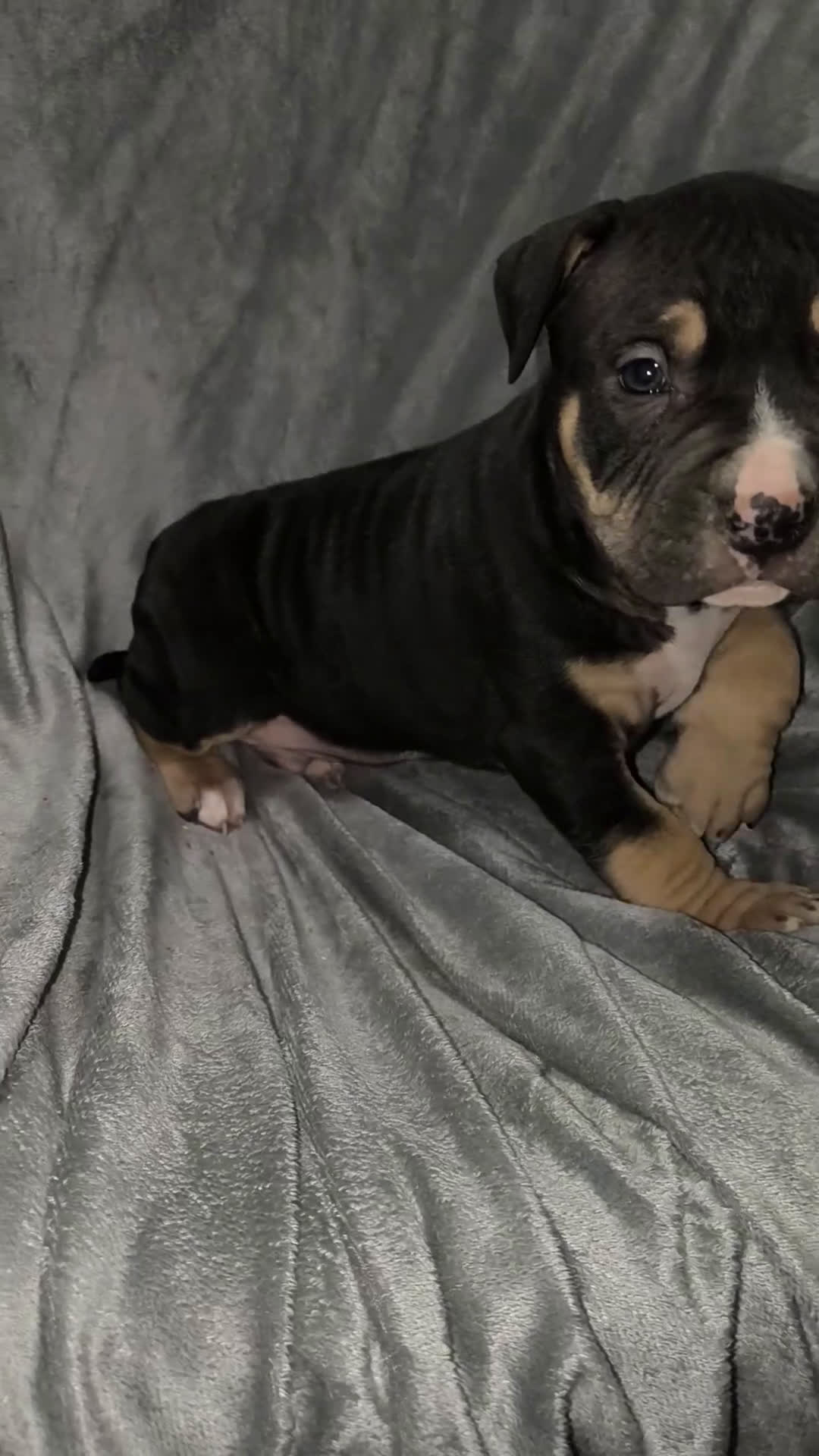 American Bully dogs for sale: Moose  - Video 1