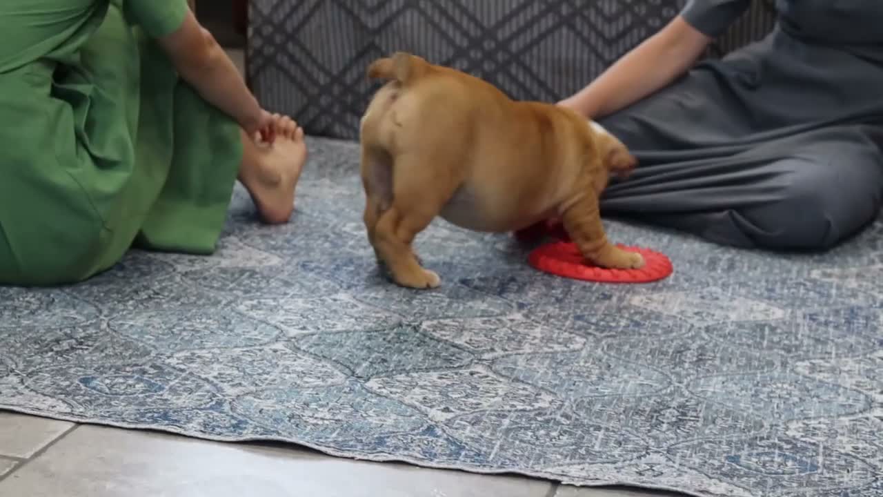 English Bulldog dogs for sale: Sinja - Video 1
