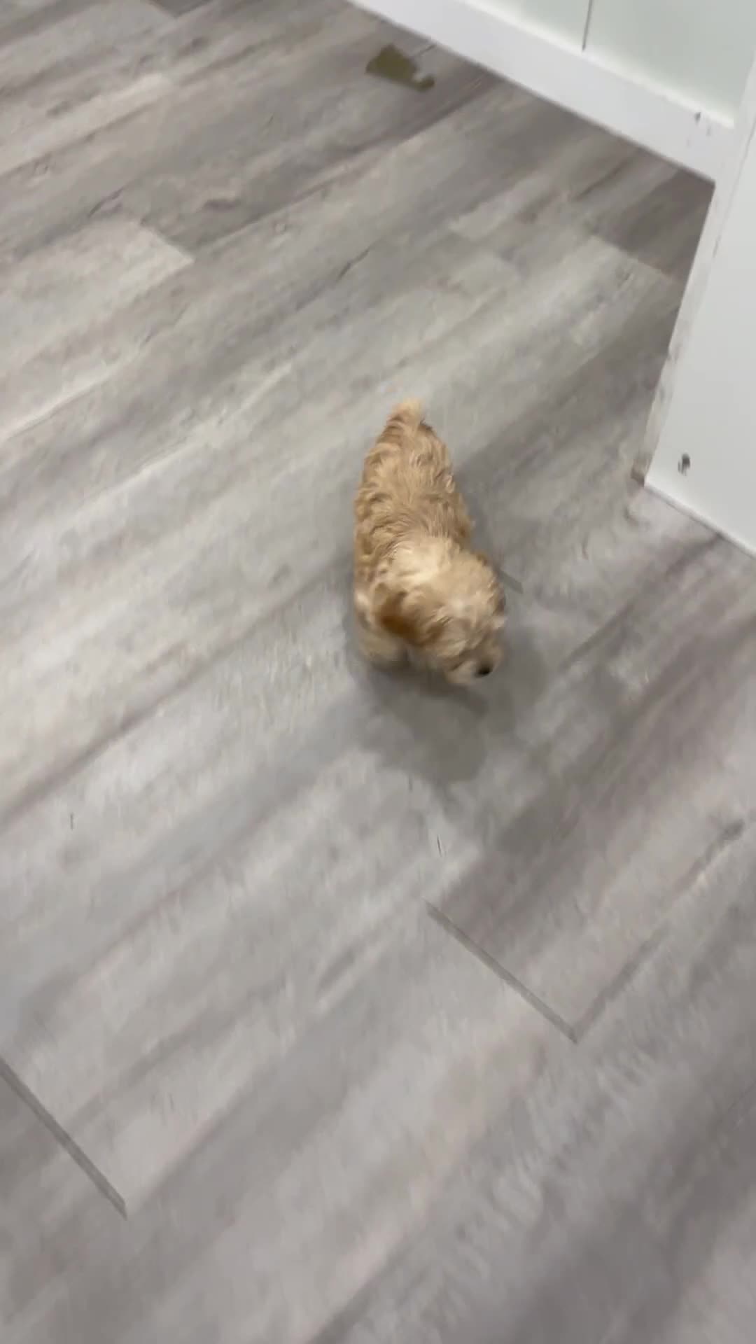Cockapoo dogs for sale: Finn - Video 1