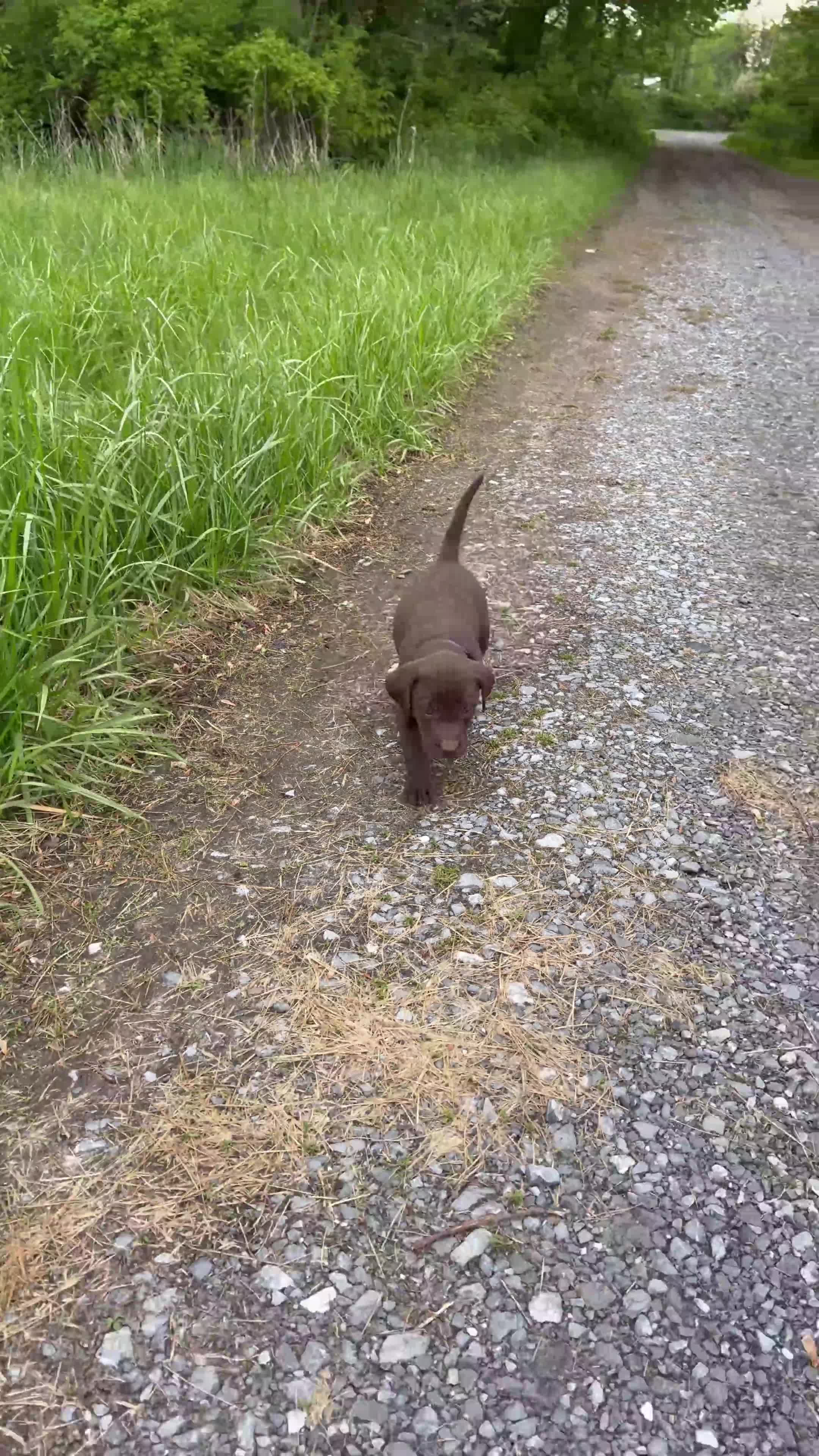 Labrador Retriever dogs for sale: Miley - Video 1