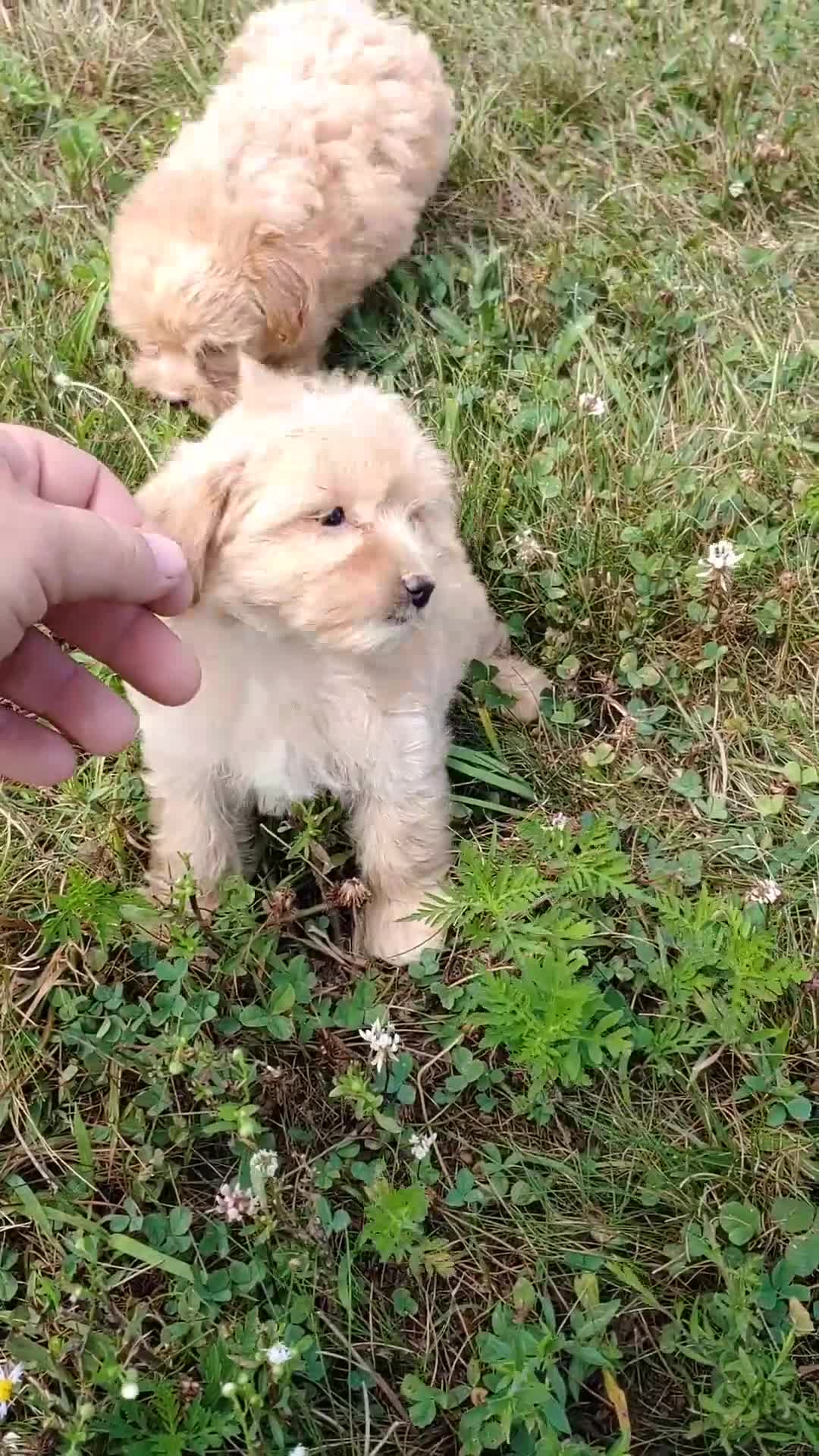 Maltipoo dogs for sale: Polly - Video 1