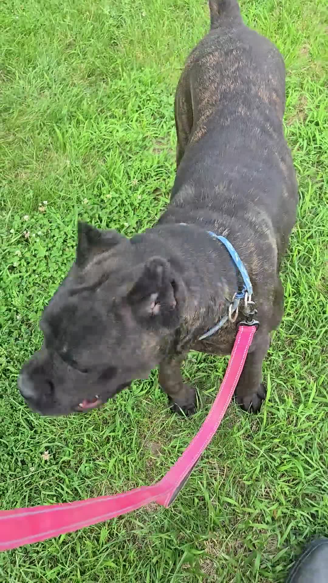 Cane Corso dogs for sale: ICCF Savage  - Video 1