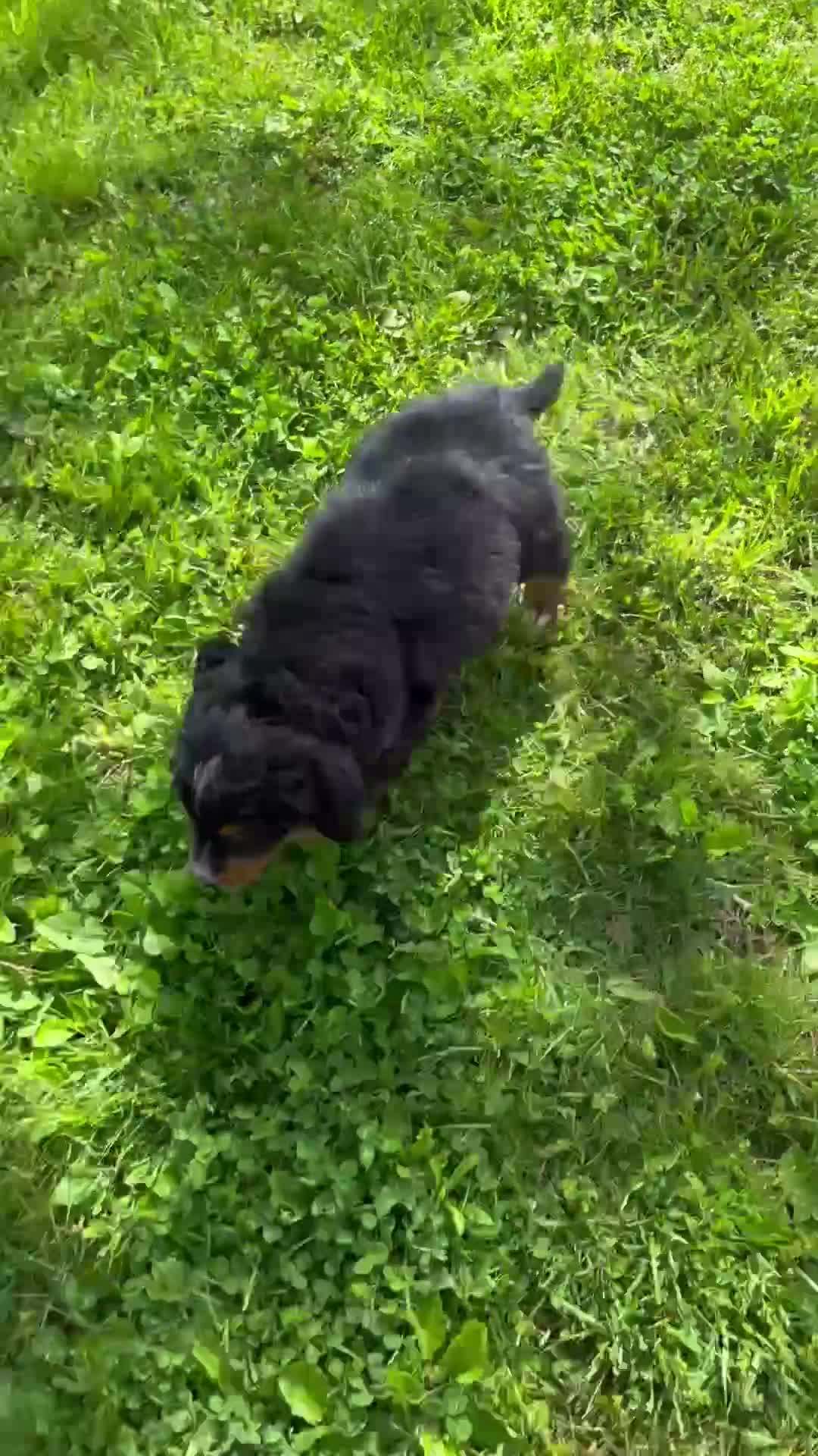 Mini Bernedoodle dogs for sale: Brody - Video 1