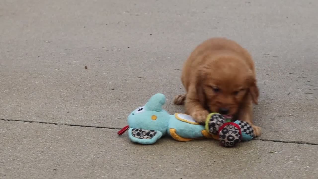 Golden Retriever dogs for sale: Goldie - Video 1