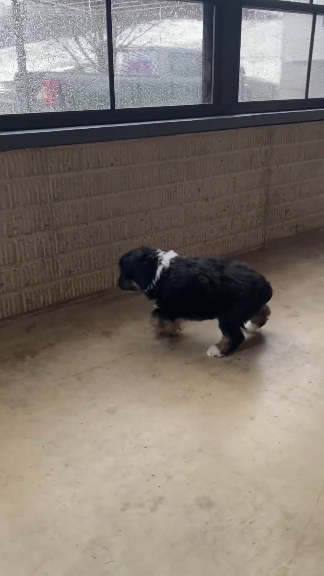 Aussiedoodle dogs for sale: Bella - Video 4