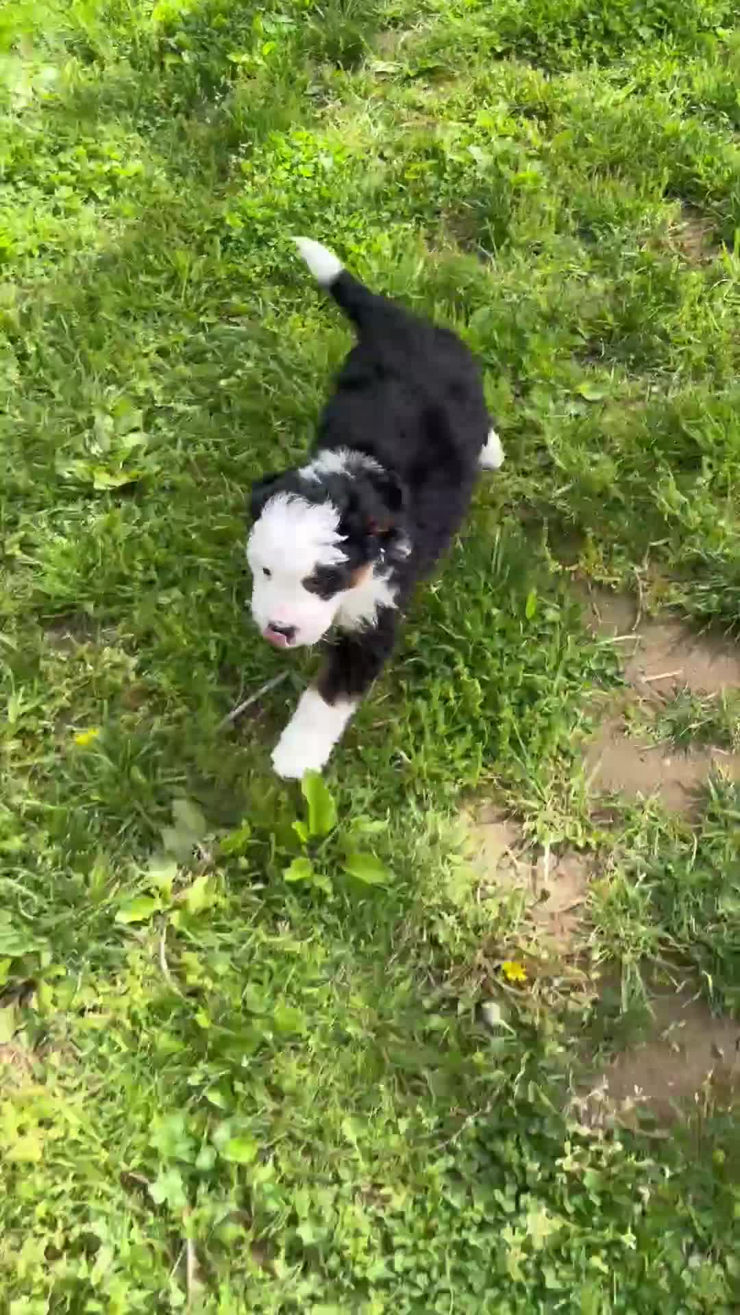 Mini Bernedoodle dogs for sale: Braxton - Video 1