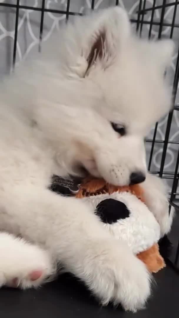 Samoyed dogs for sale: Mona - Video 5