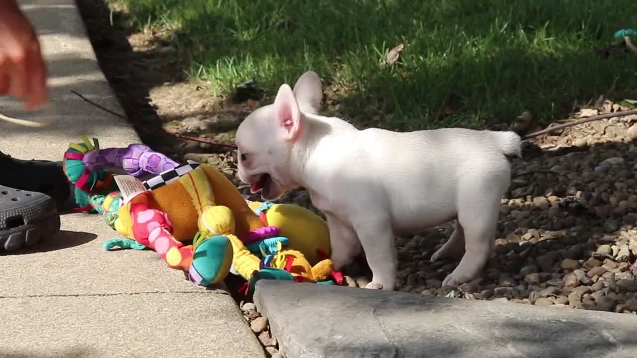 French Bulldog dogs for sale: Eden - Video 1