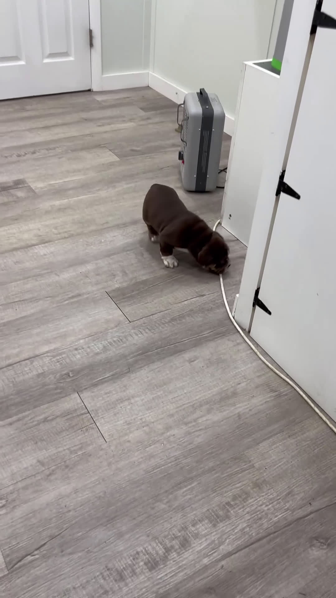 Beabull dogs for sale: Polo - Video 1