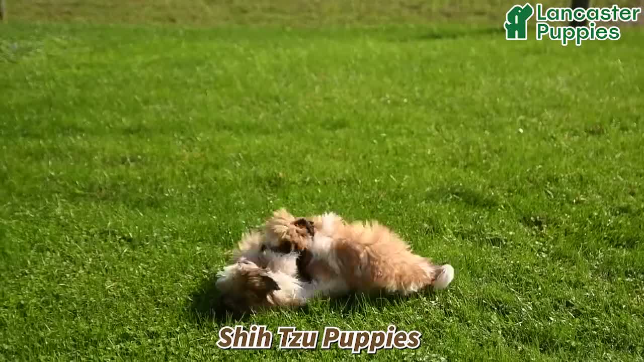 Shih Tzu dogs for sale: Benji - Video 1
