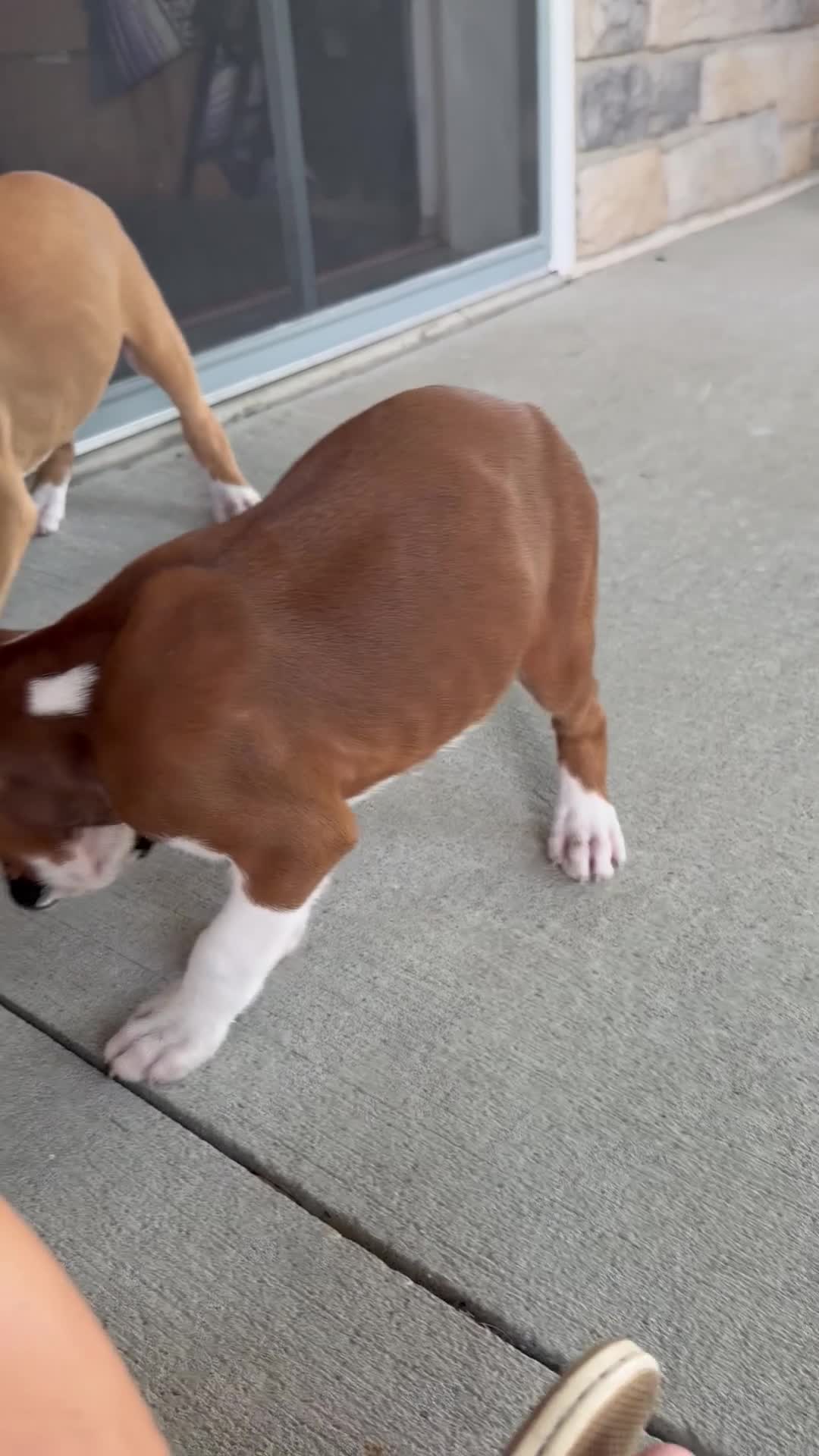 Boxer dogs for sale: Dan - Video 1