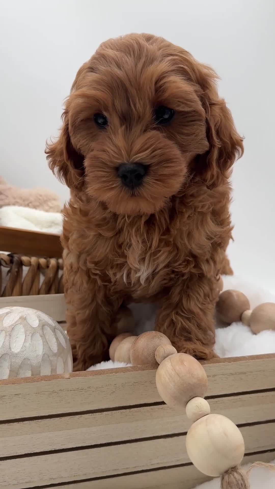 Mini Goldendoodle dogs for sale: Mini Goldendoodle 3 - Video 1