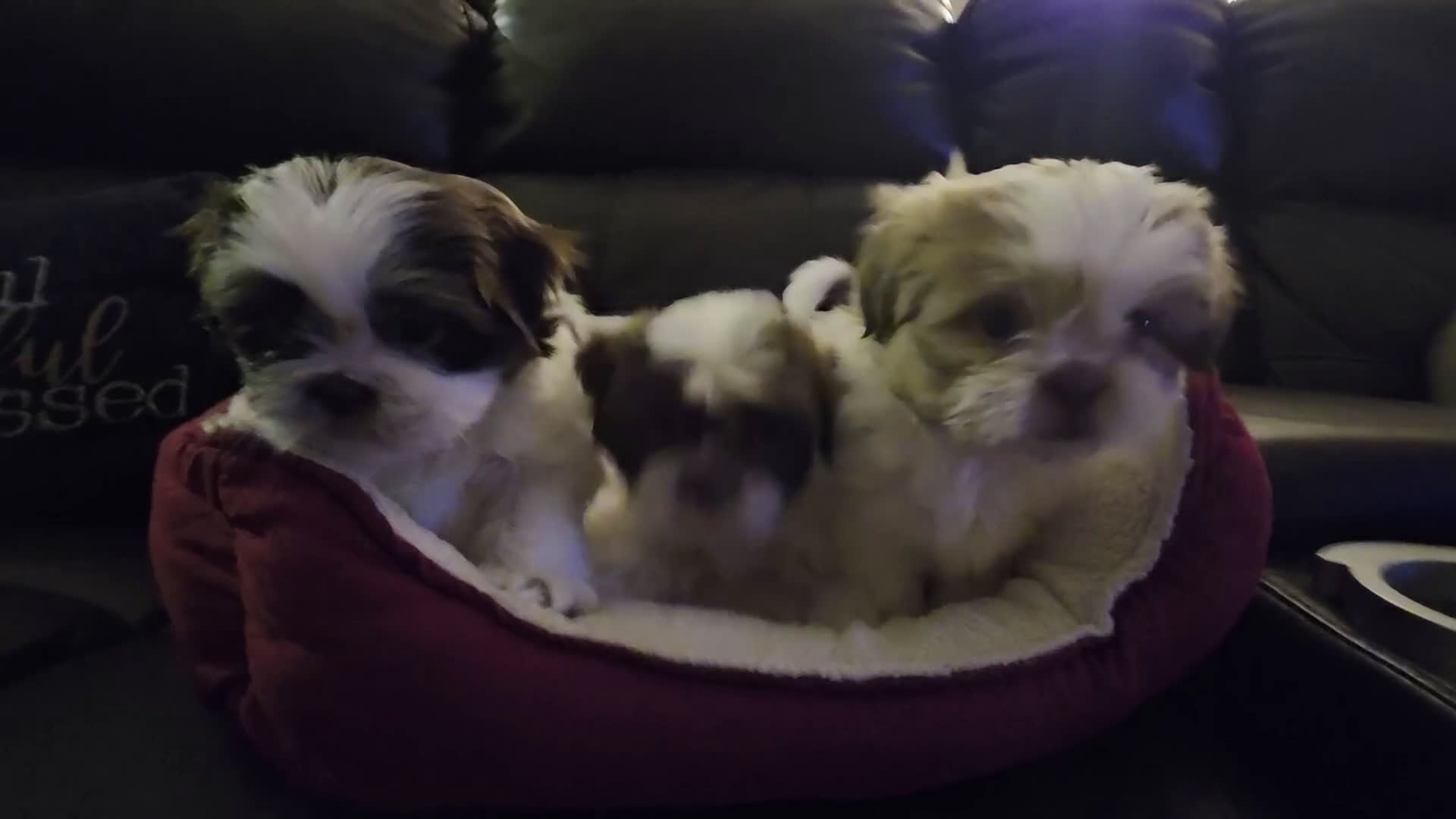 Shih Tzu dogs for sale: Shih Tzu Puppy 4 - Video 1
