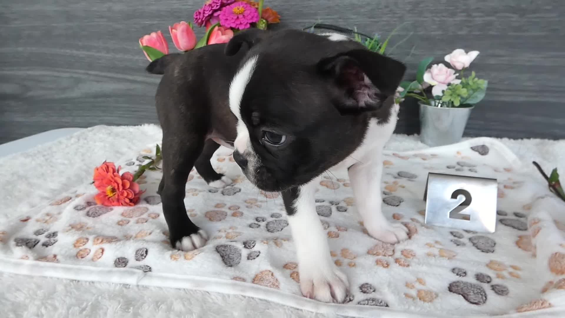 Boston Terrier dogs for sale: Boston Terrier 2 Macy - Video 1