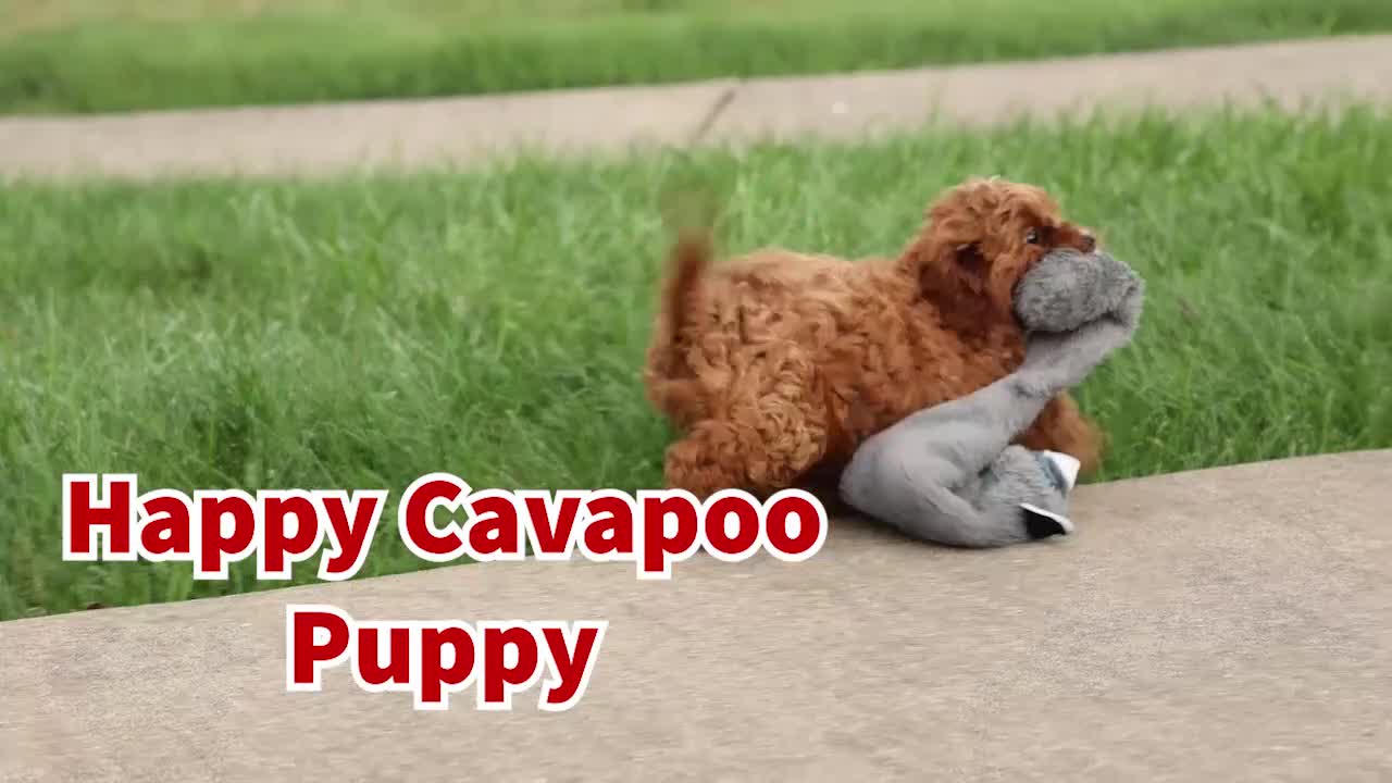 Cavapoo dogs for sale: Kody 🐶 - Video 1
