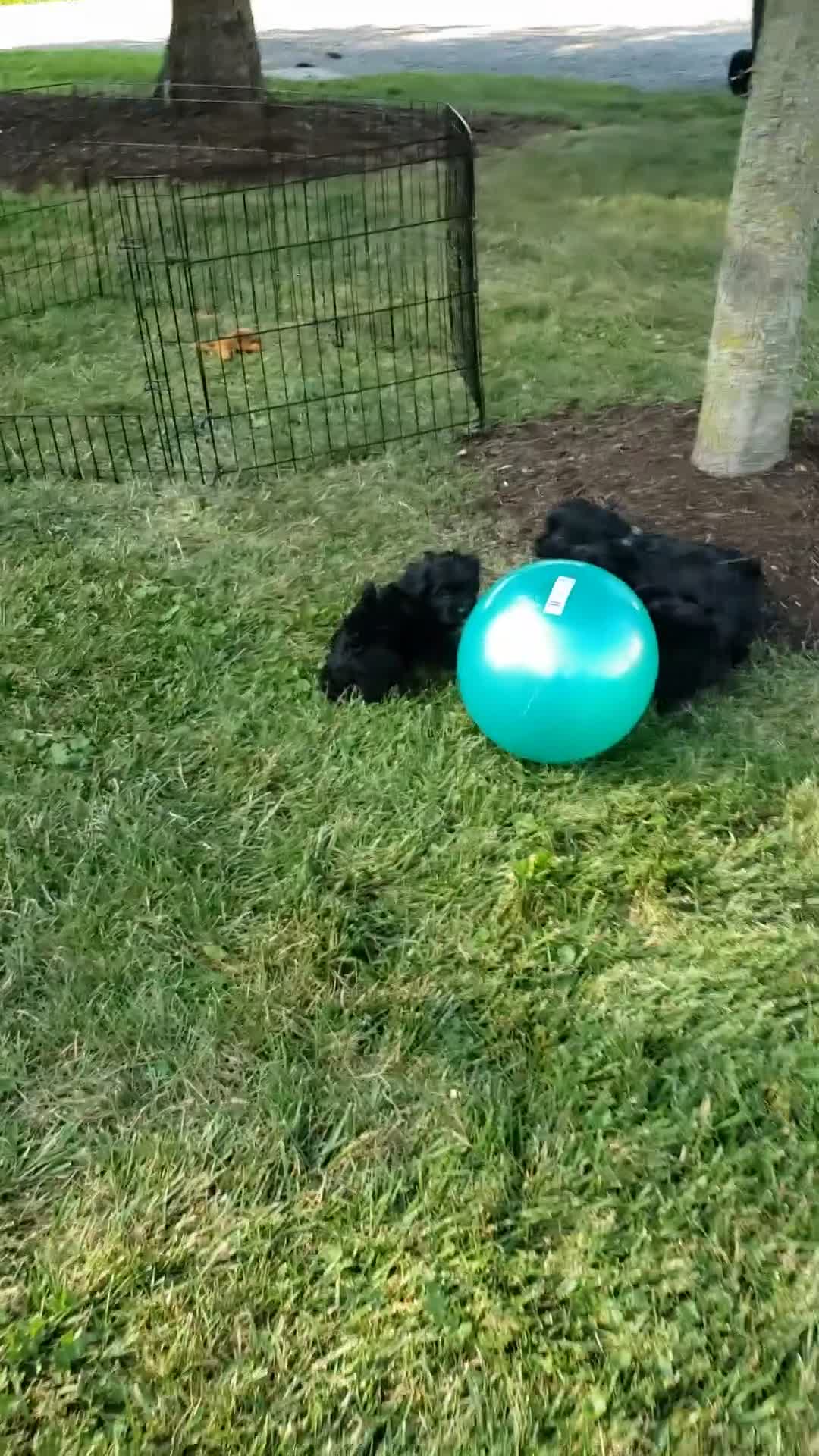 Yorkiepoo dogs for sale: Yorkiepoo 2 - Video 3