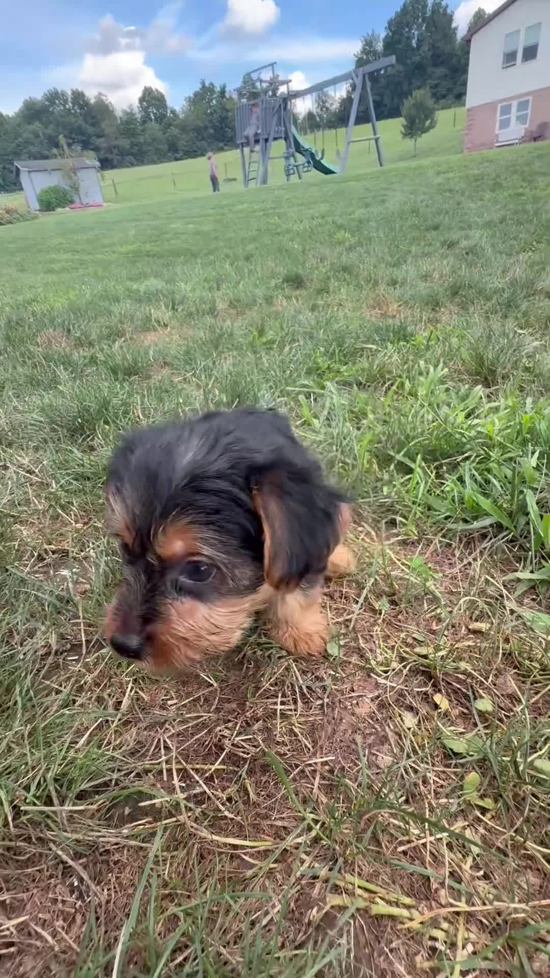 Yorkshire Terrier dogs for sale: Kona - Video 1