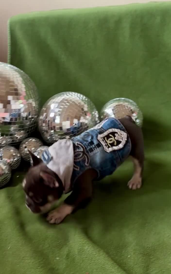 French Bulldog dogs for sale: French Bulldog 1 - Video 3