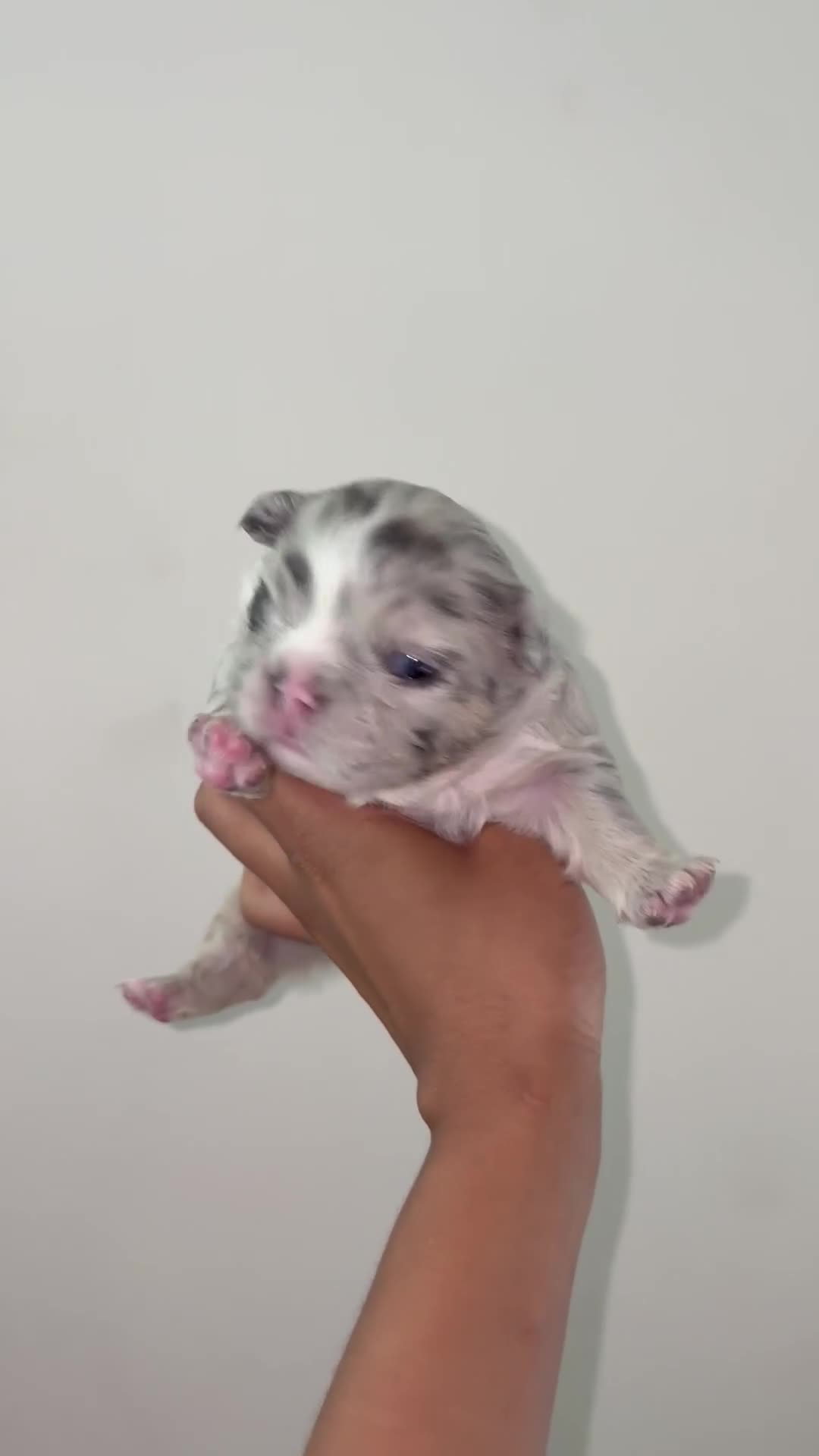 French Bulldog dogs for sale: Yin - Video 2
