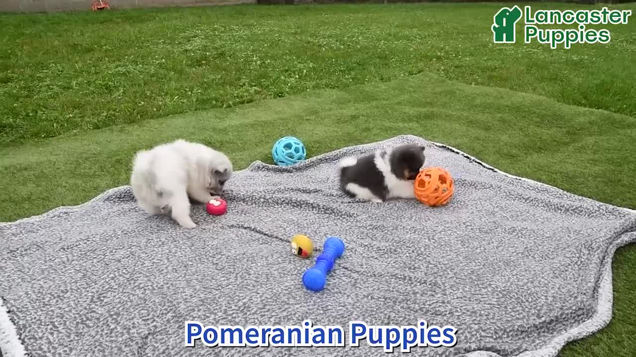 Pomeranian dogs for sale: Liam - Video 1