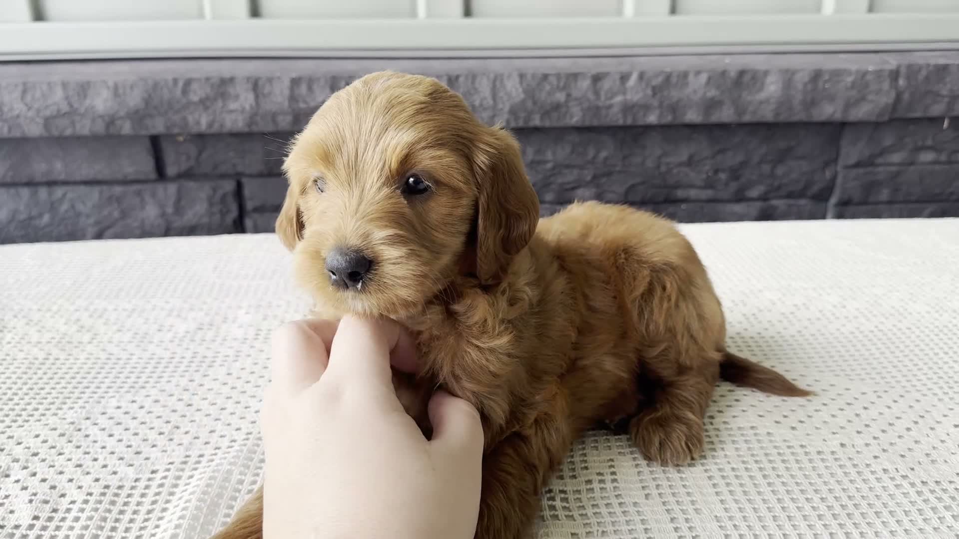Mixed Breed dogs for sale: Cinnamon - Video 1