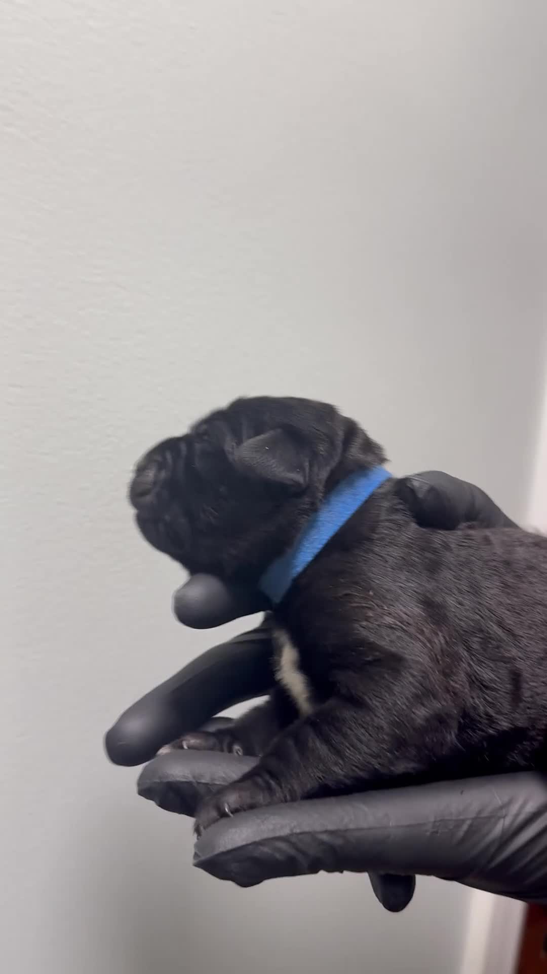 Cane Corso dogs for sale: Debonair  - Video 1