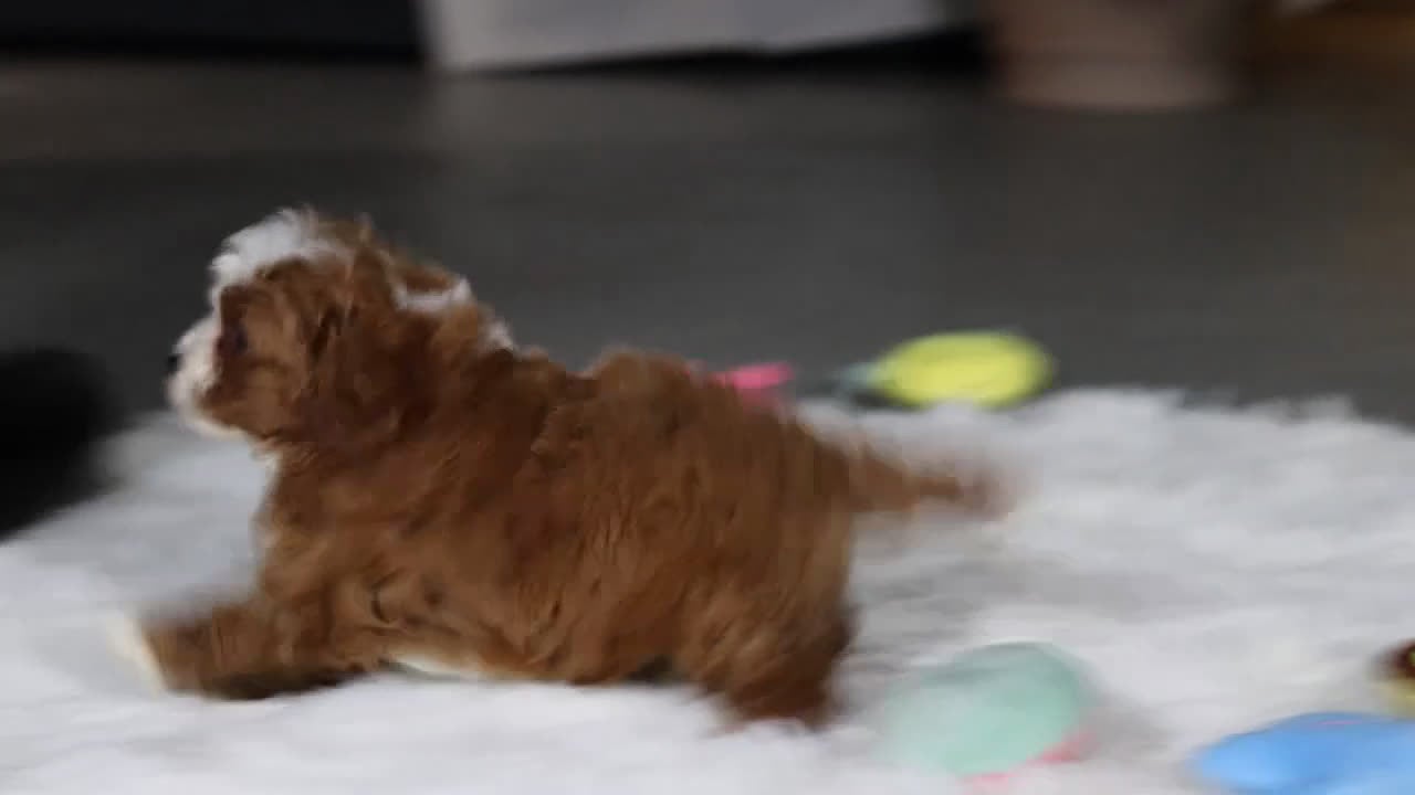 Cavapoo dogs for sale: Sammy - Video 2