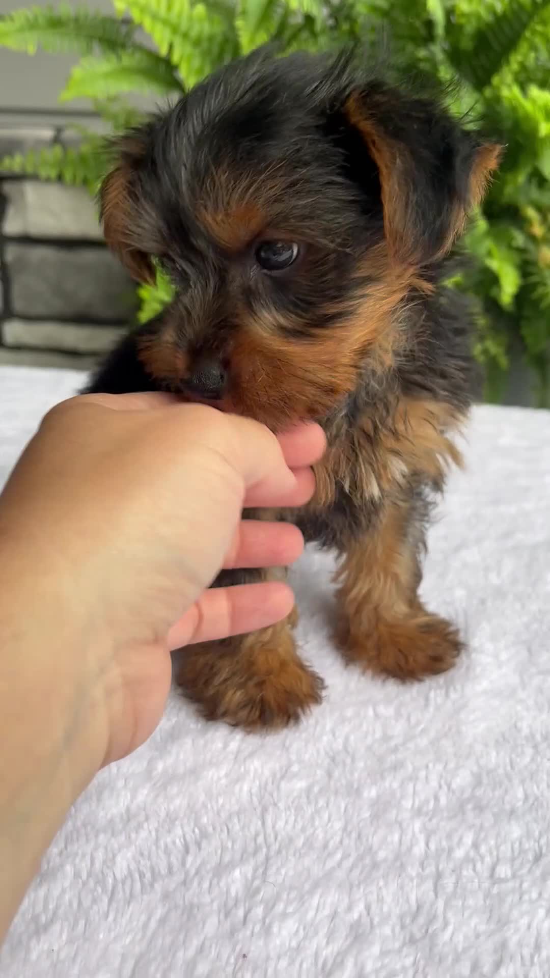 Yorkshire Terrier dogs for sale: Alfie - Video 1