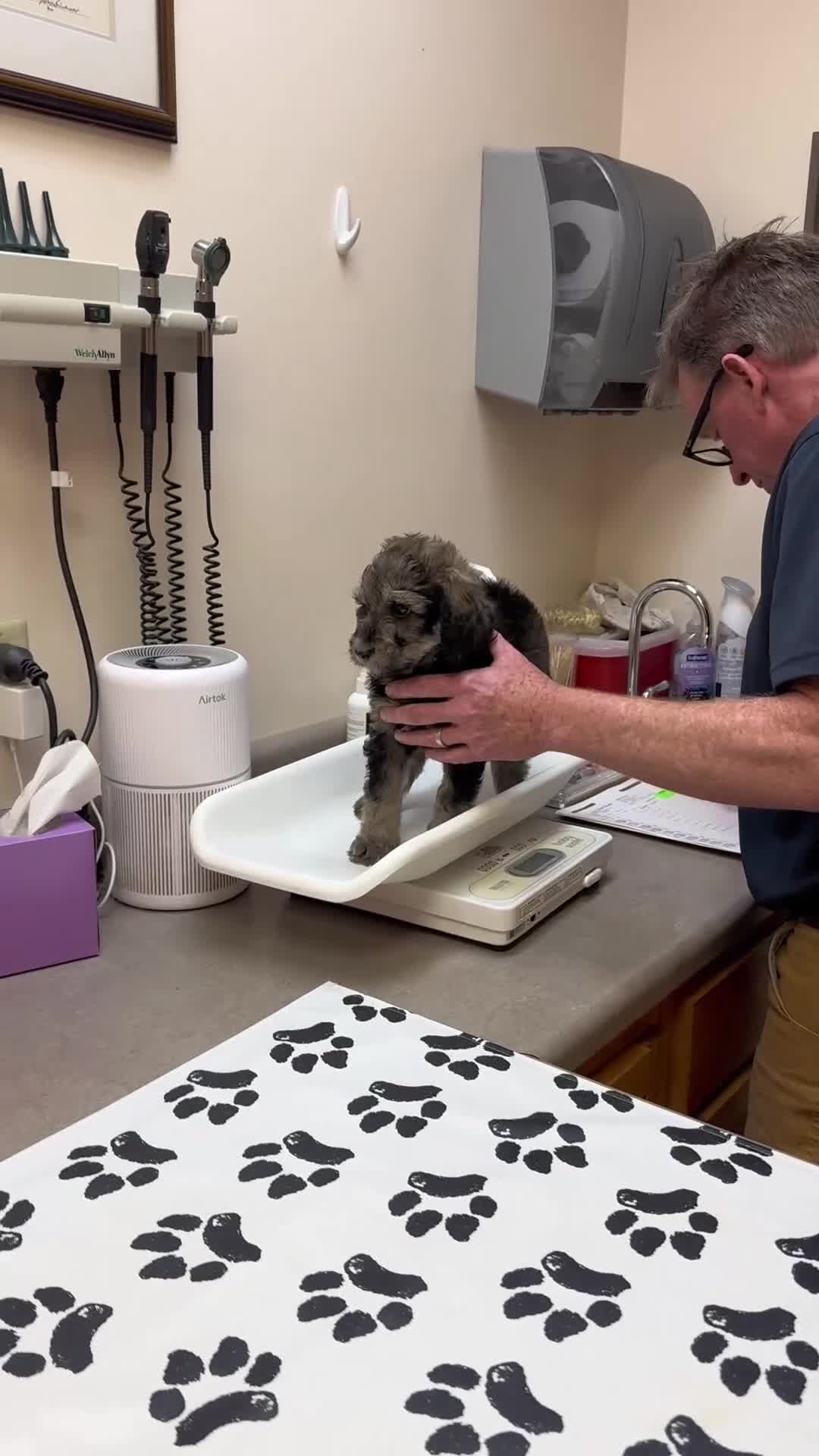 Bernedoodle dogs for sale: Finch - Video 1