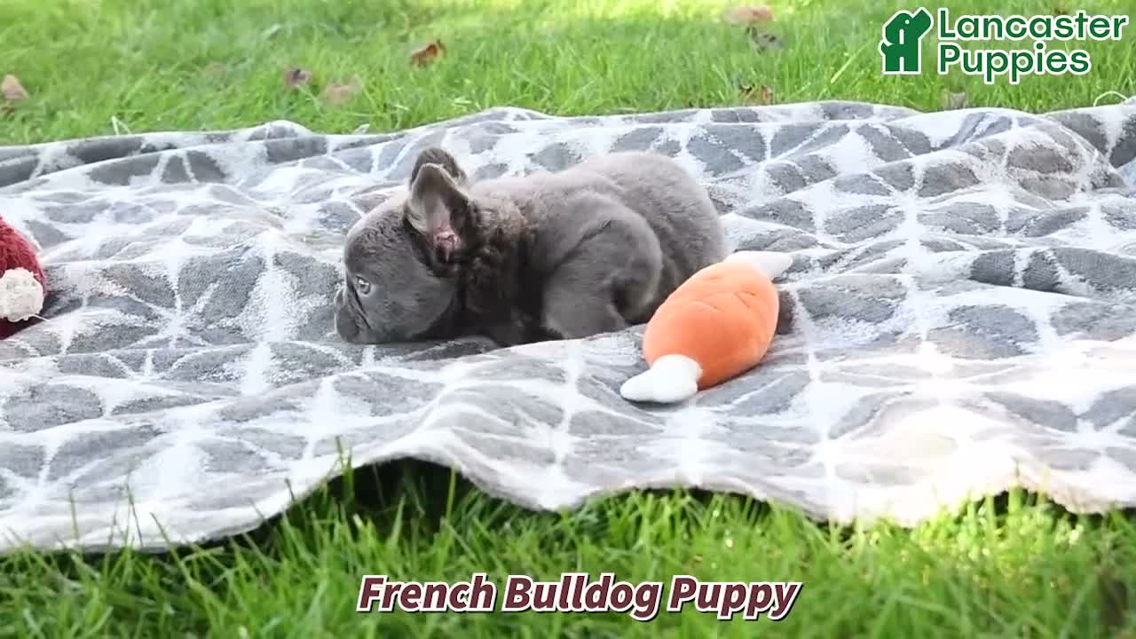 French Bulldog dogs for sale: Koala Bear - Video 1