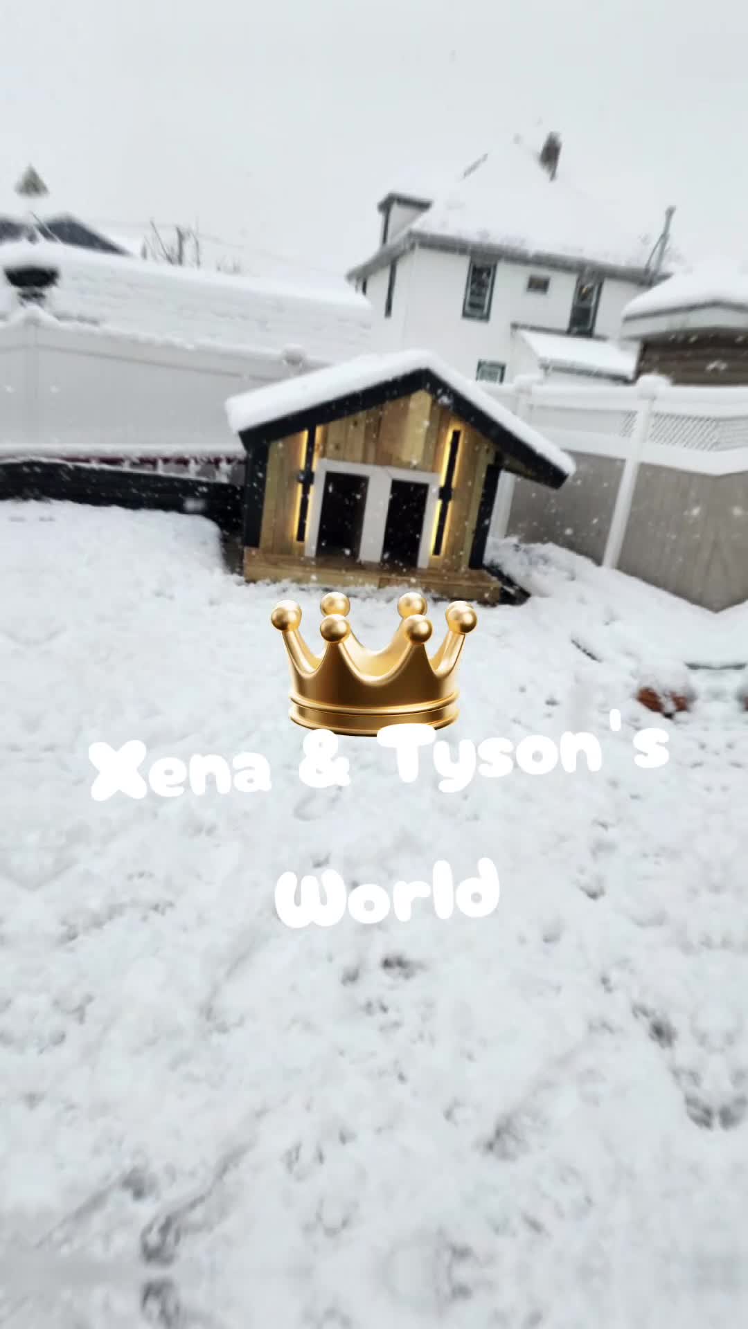 Cane Corso dogs for sale: Cane Corso Puppy 1 - Video 2