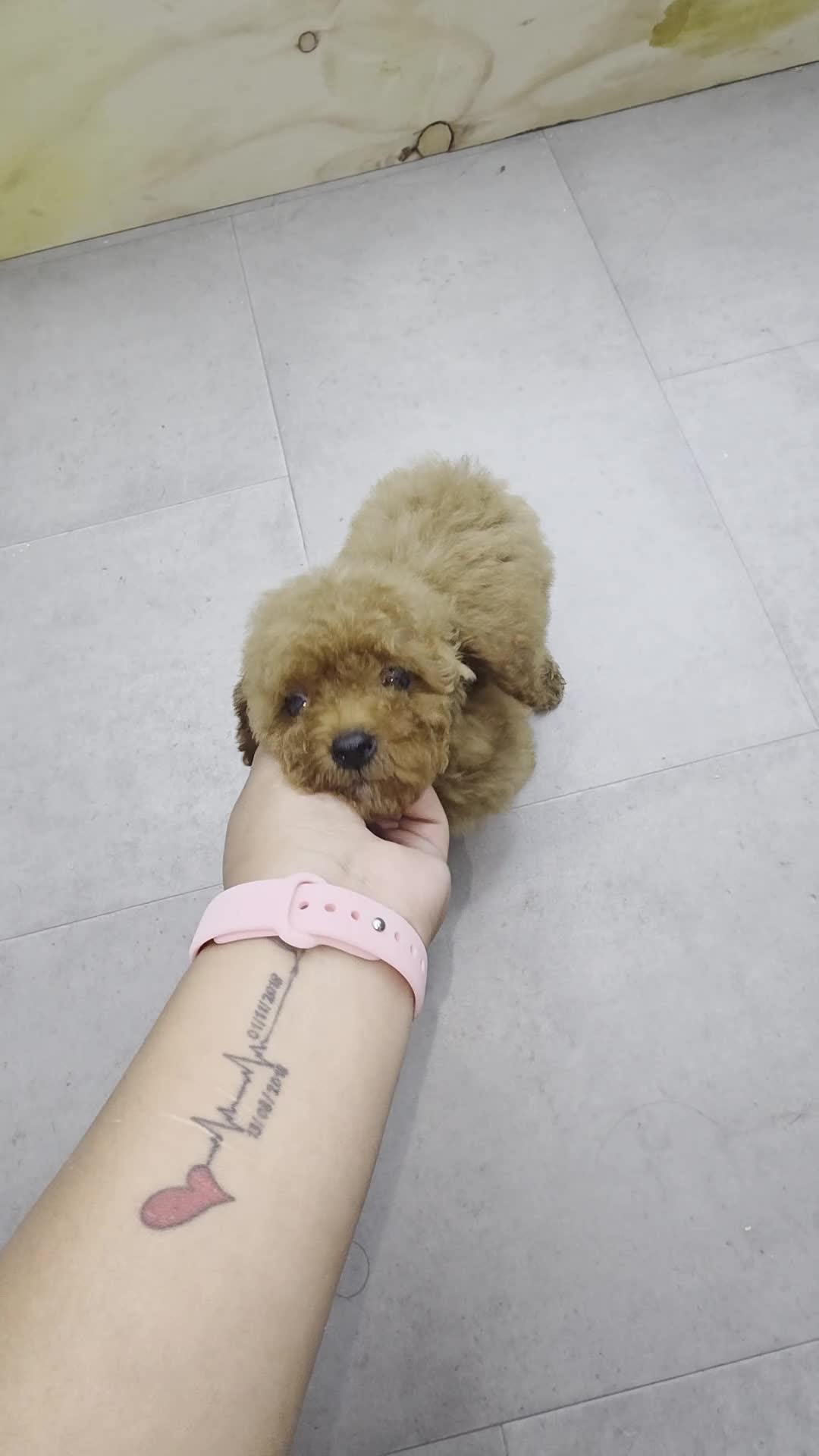 Mini Goldendoodle dogs for sale: TOY GOLDENDOODLE  - Video 3