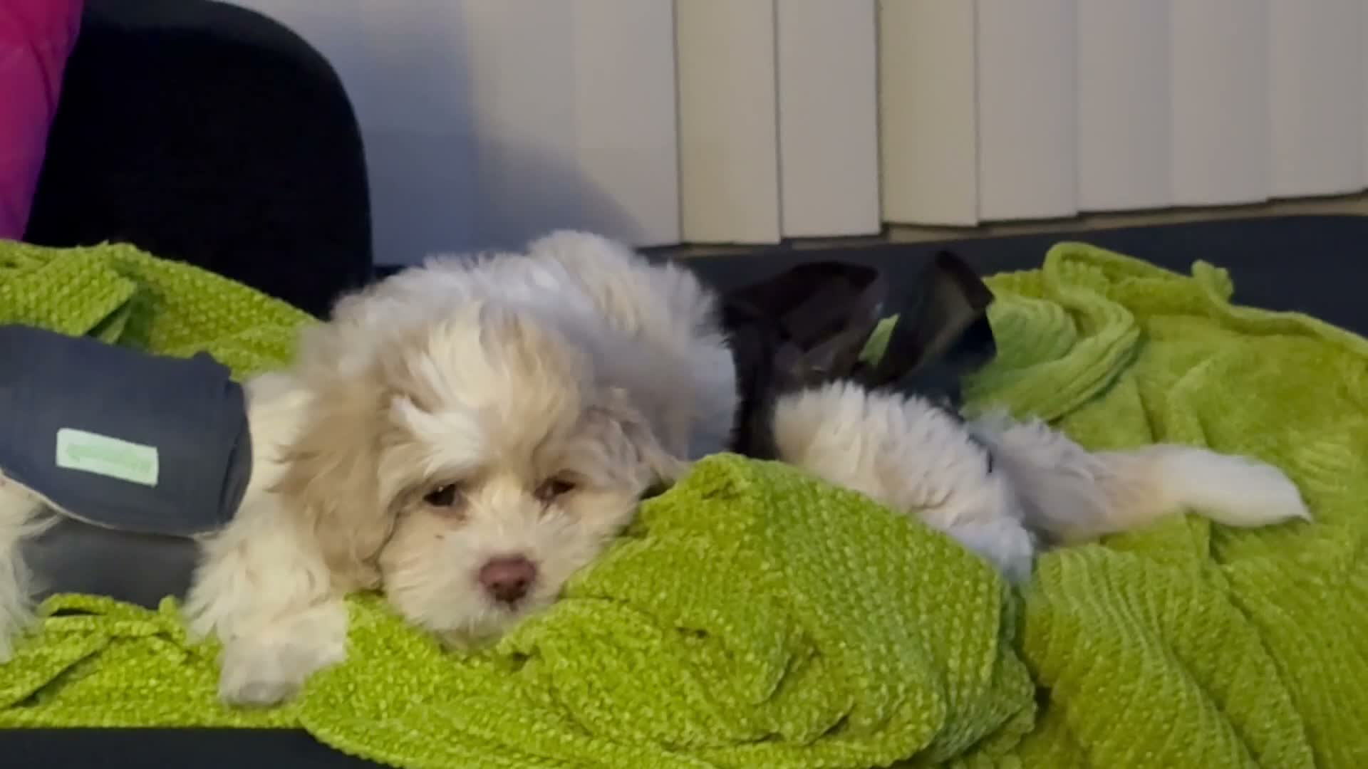 Shih Tzu dogs for sale: Leelee - Video 4