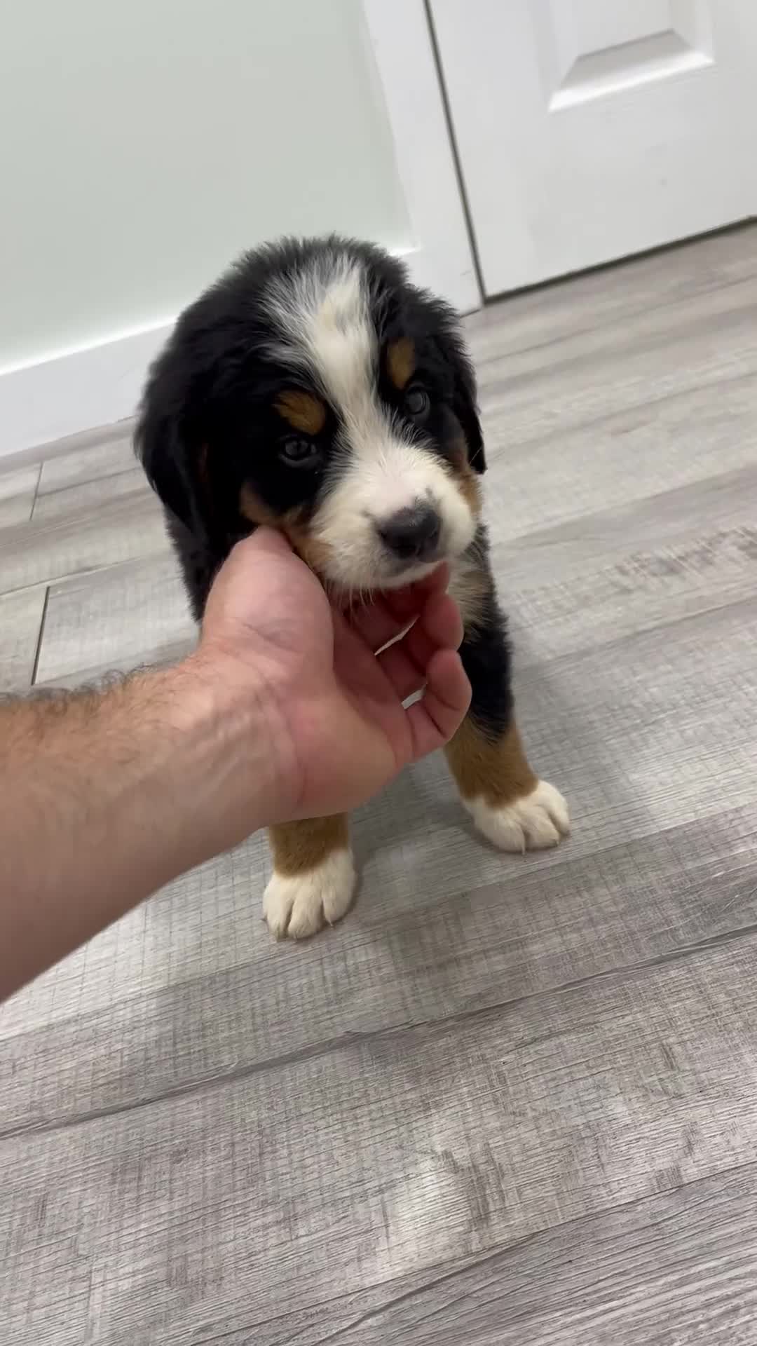 Bernese Mountain Dog dogs for sale: Judge - Video 1