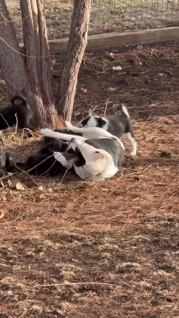 Mixed Breed dogs for sale: Rosie - Video 2