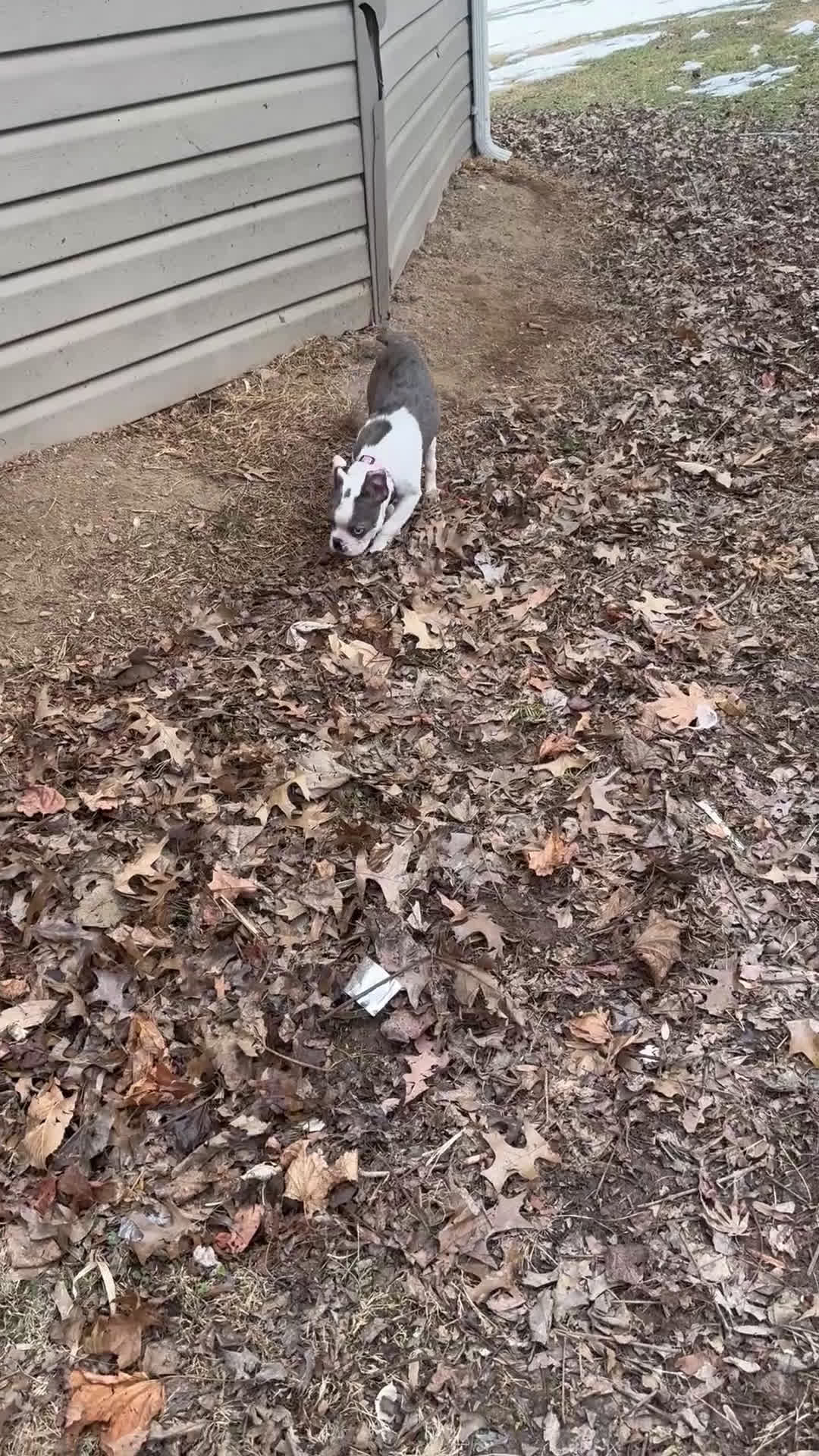 Boston Terrier dogs for sale: Boston Terrier Puppy 1 - Video 1