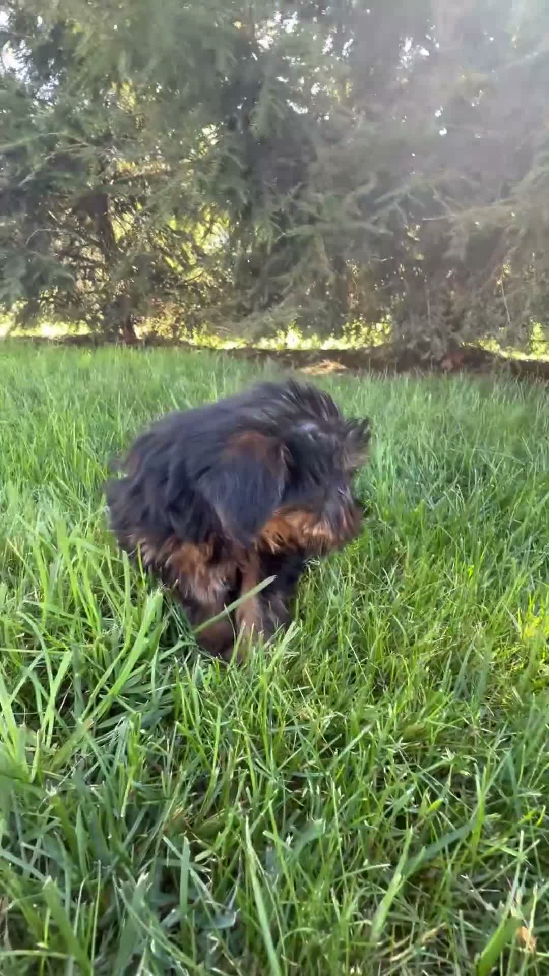 Yorkshire Terrier dogs for sale: Dewey - Video 1