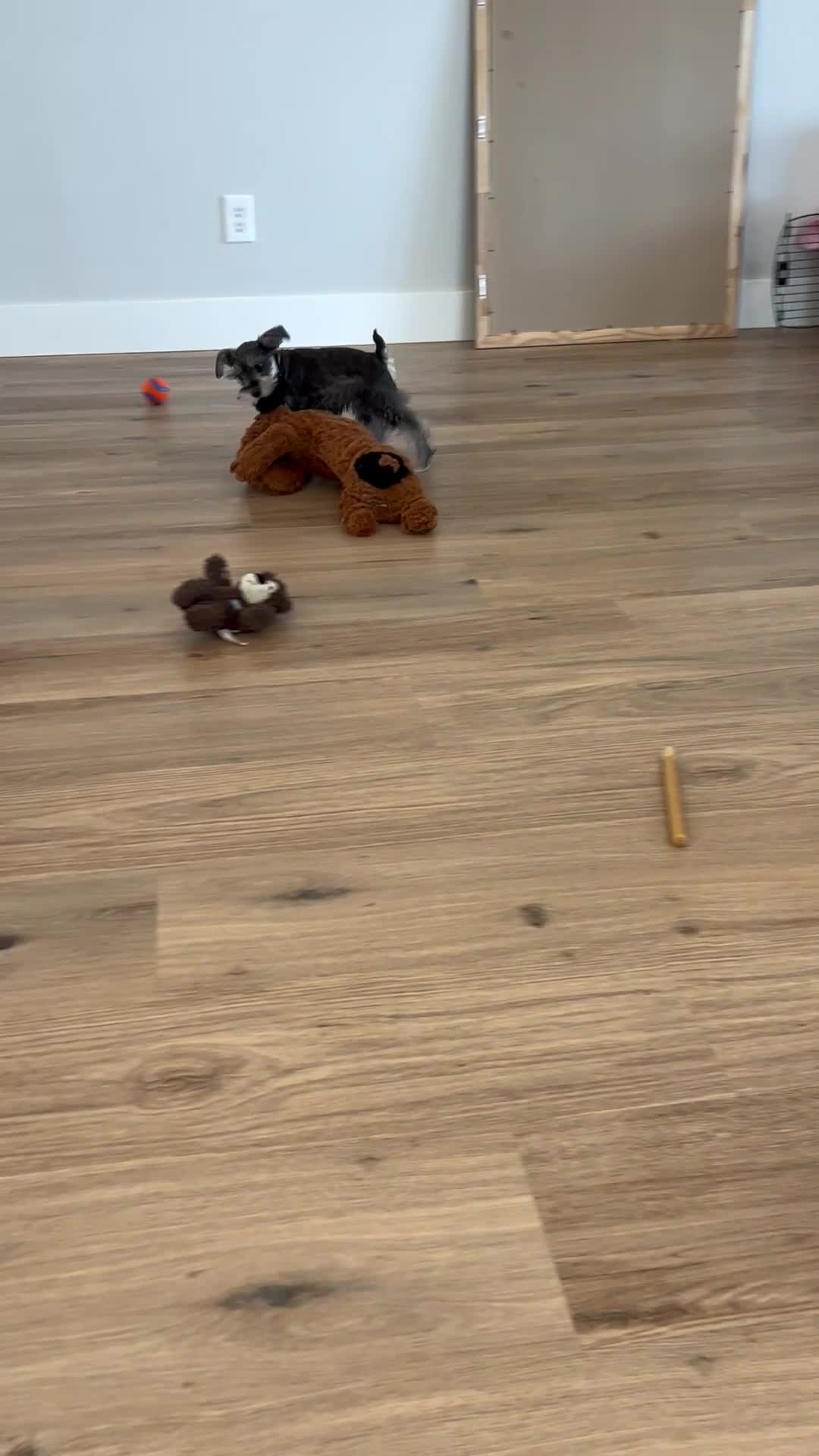 Miniature Schnauzer dogs for sale: Chloe - Video 2