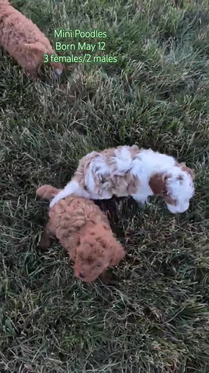 Miniature Poodle dogs for sale: Hazel - Video 3