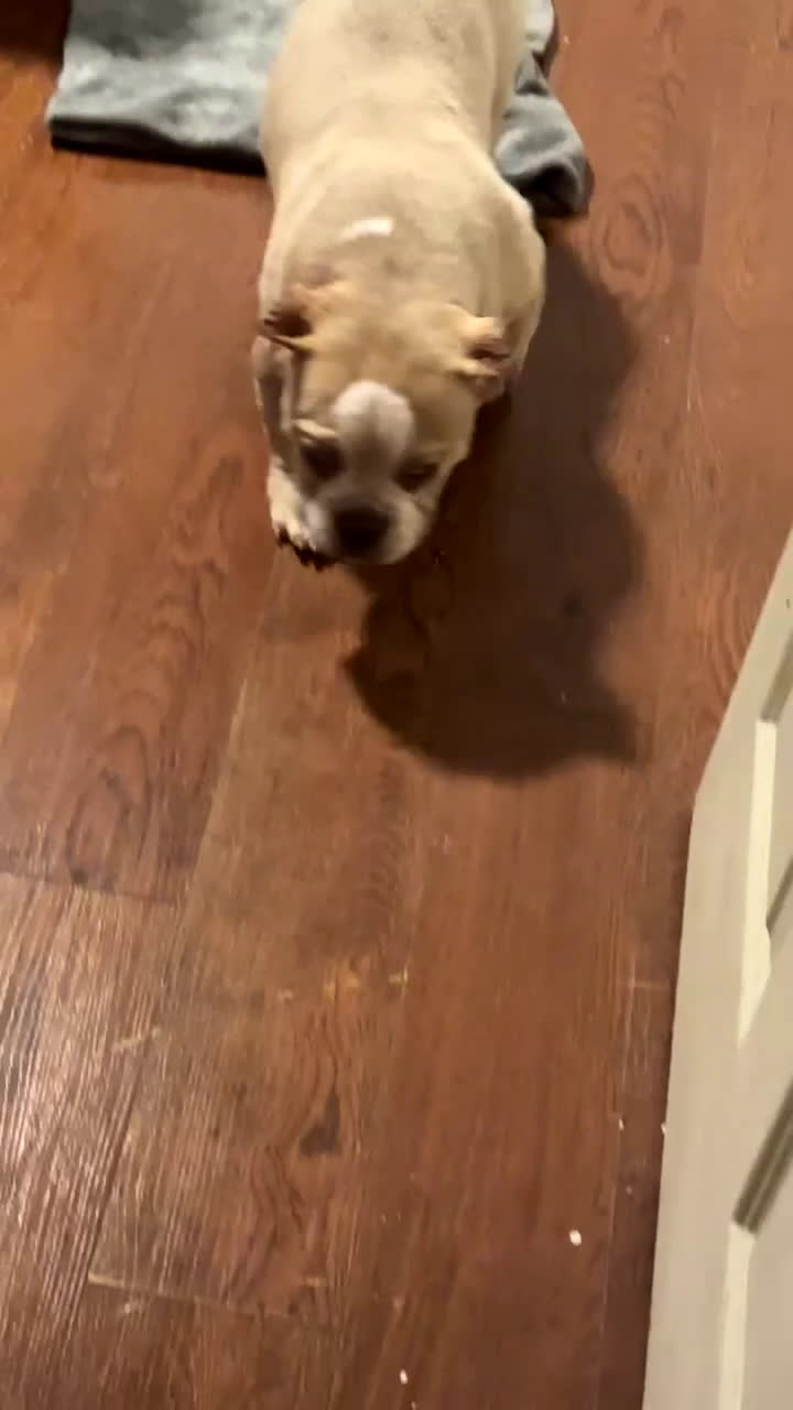 American Bully dogs for sale: MAXX - Video 1