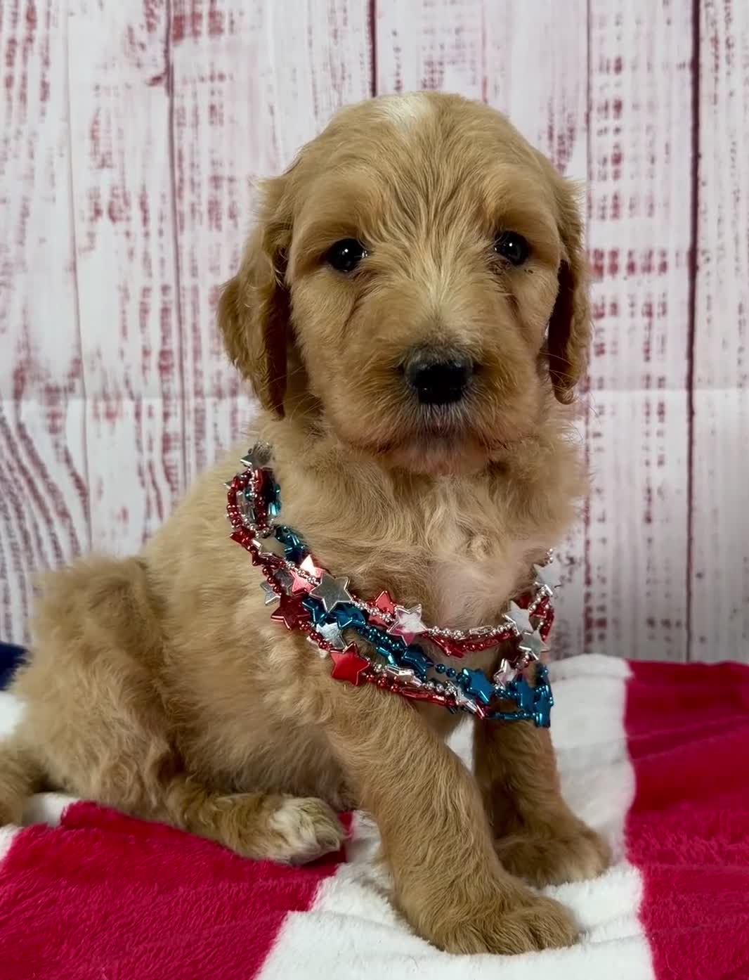 Goldendoodle dogs for sale: Benny - Video 1