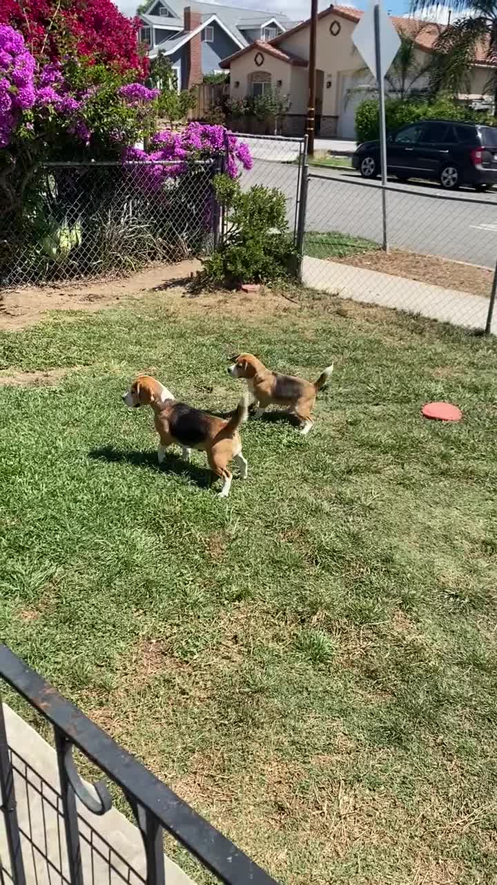 Beagle dogs for sale: Beagle 2 - Video 1