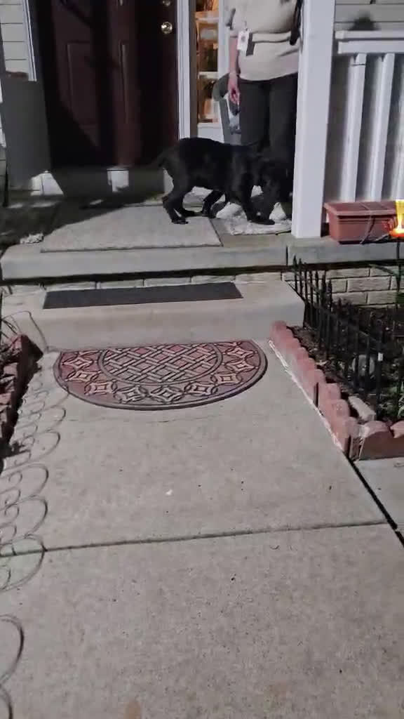 Cane Corso dogs for sale: Cane Corso Puppy 1 - Video 1