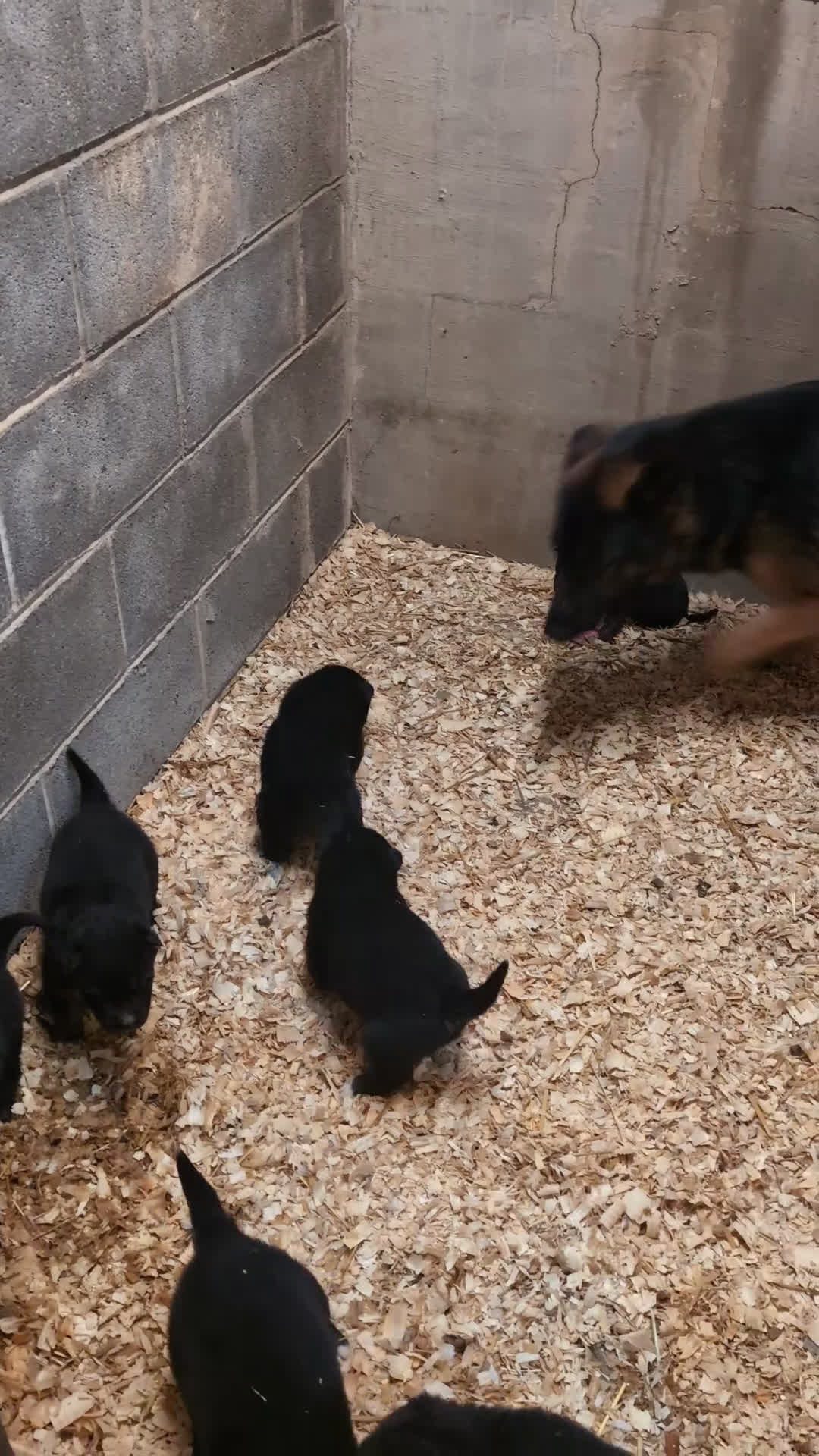 Gerberian Shepsky dogs for sale: Callie  - Video 1