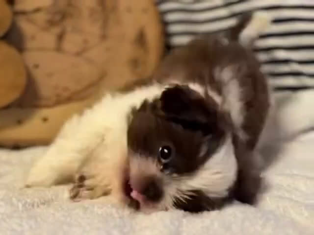 Shih Tzu dogs for sale: Rose - Video 1