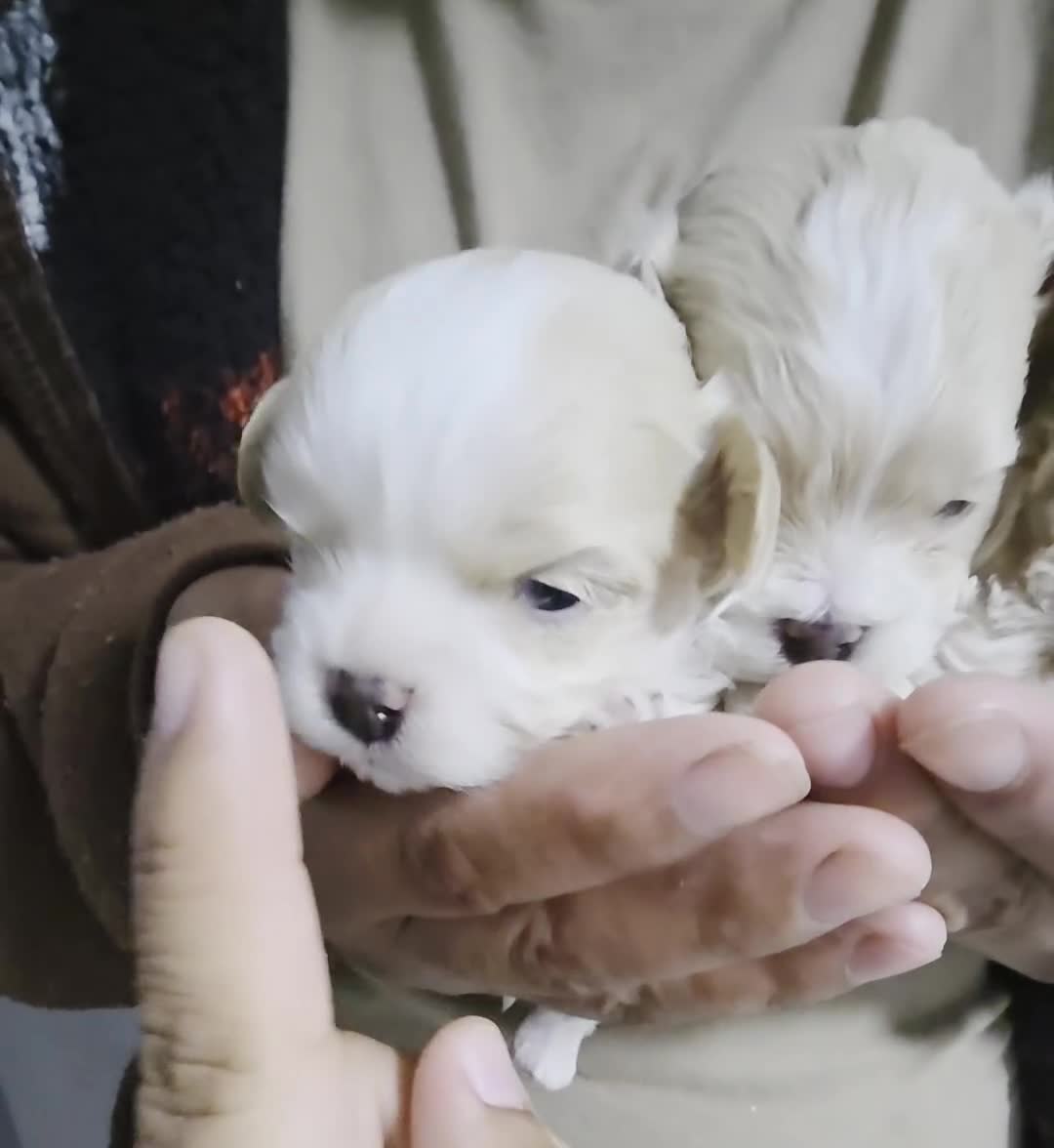Maltipoo dogs for sale: Maltipoo Tony - Video 2